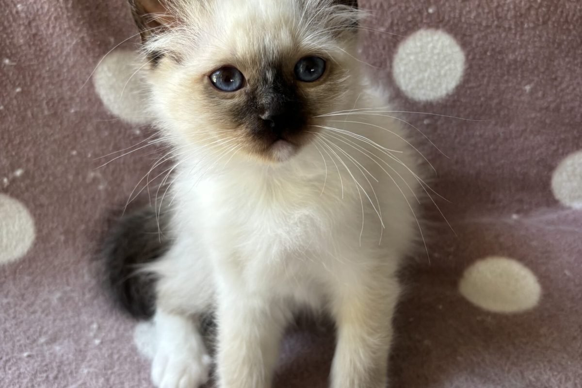 Cosmo