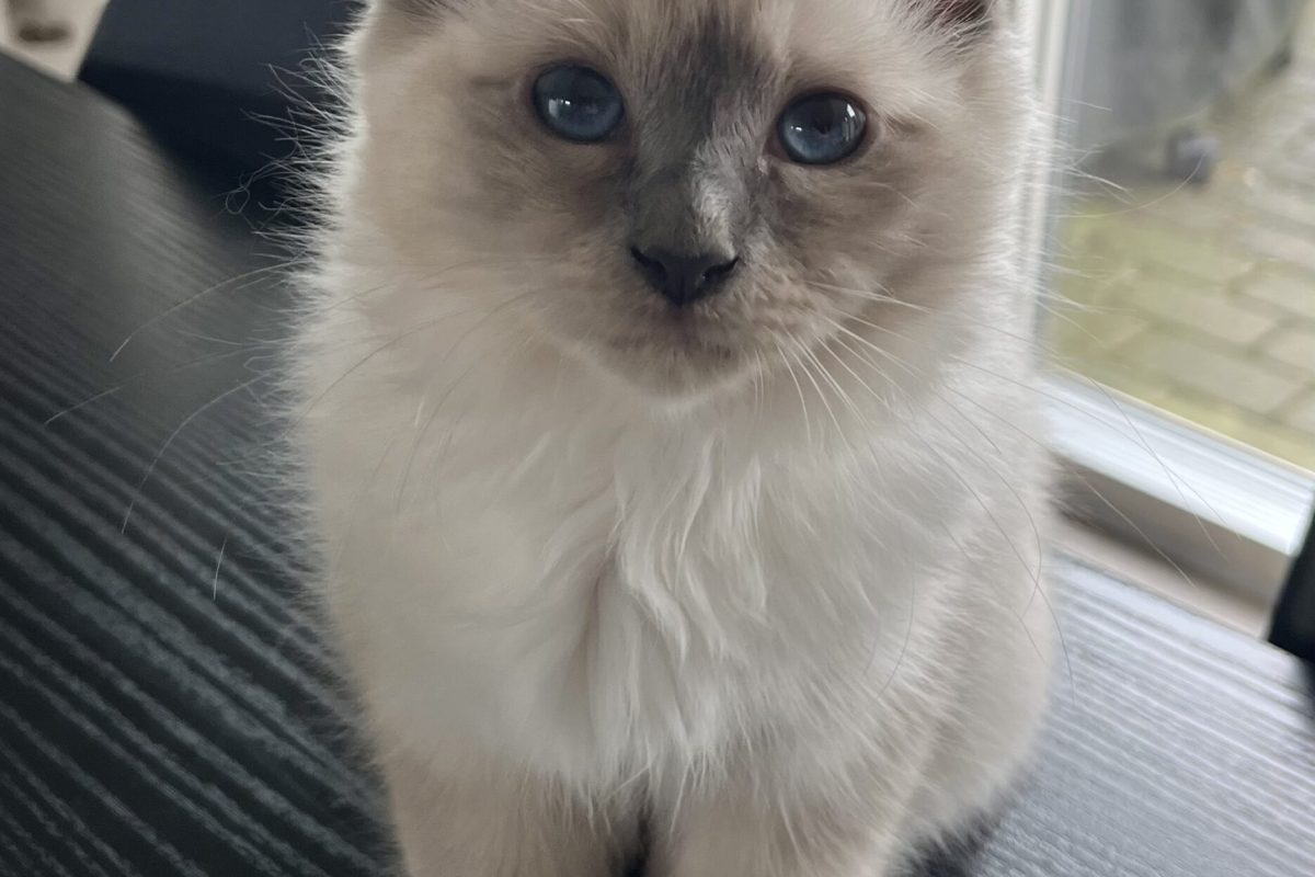ino