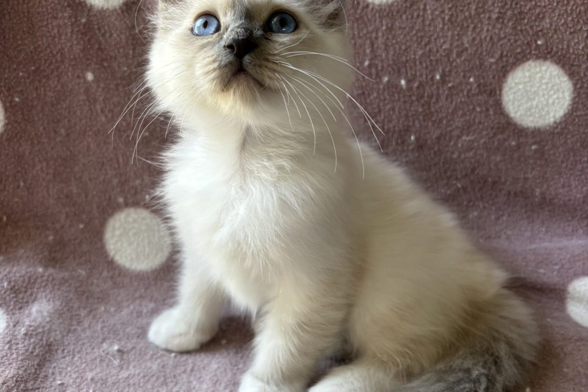 koda