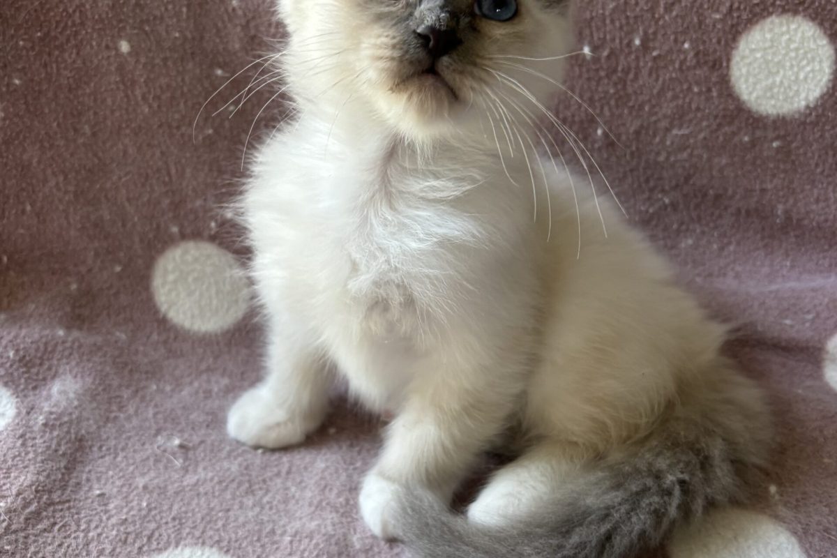 koda2