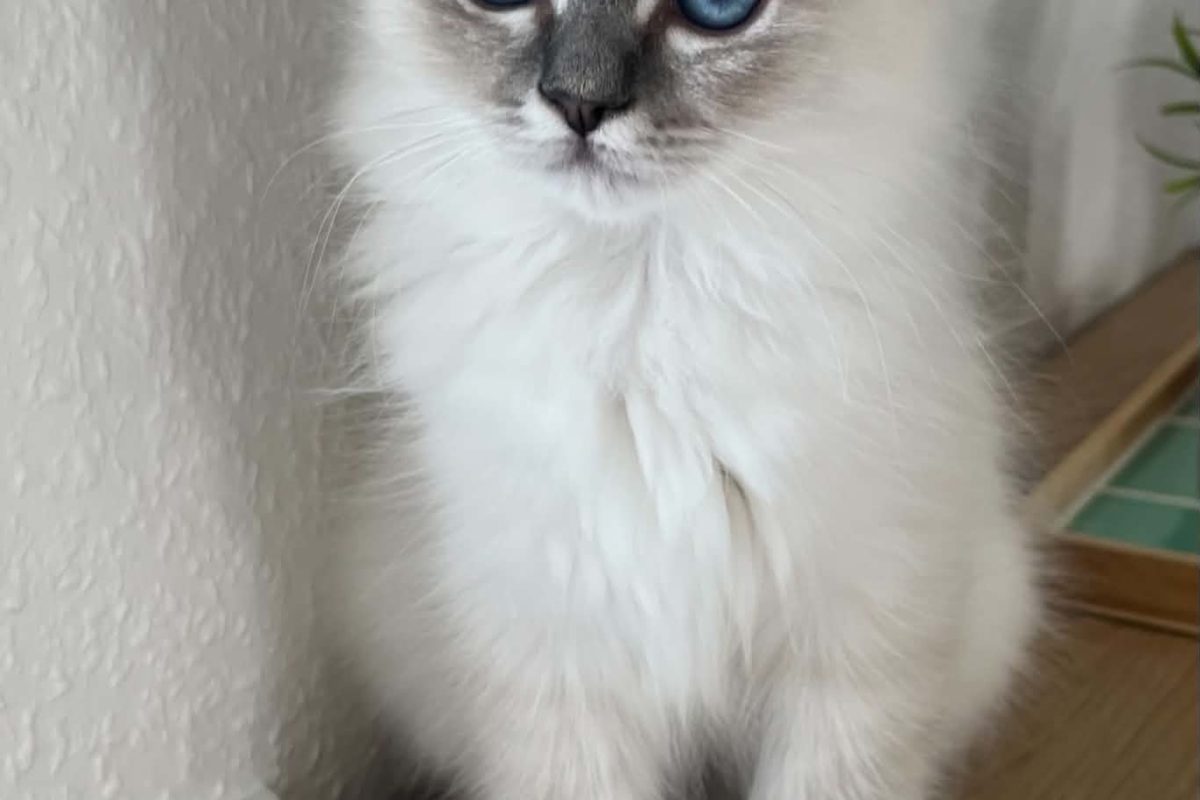 lio1